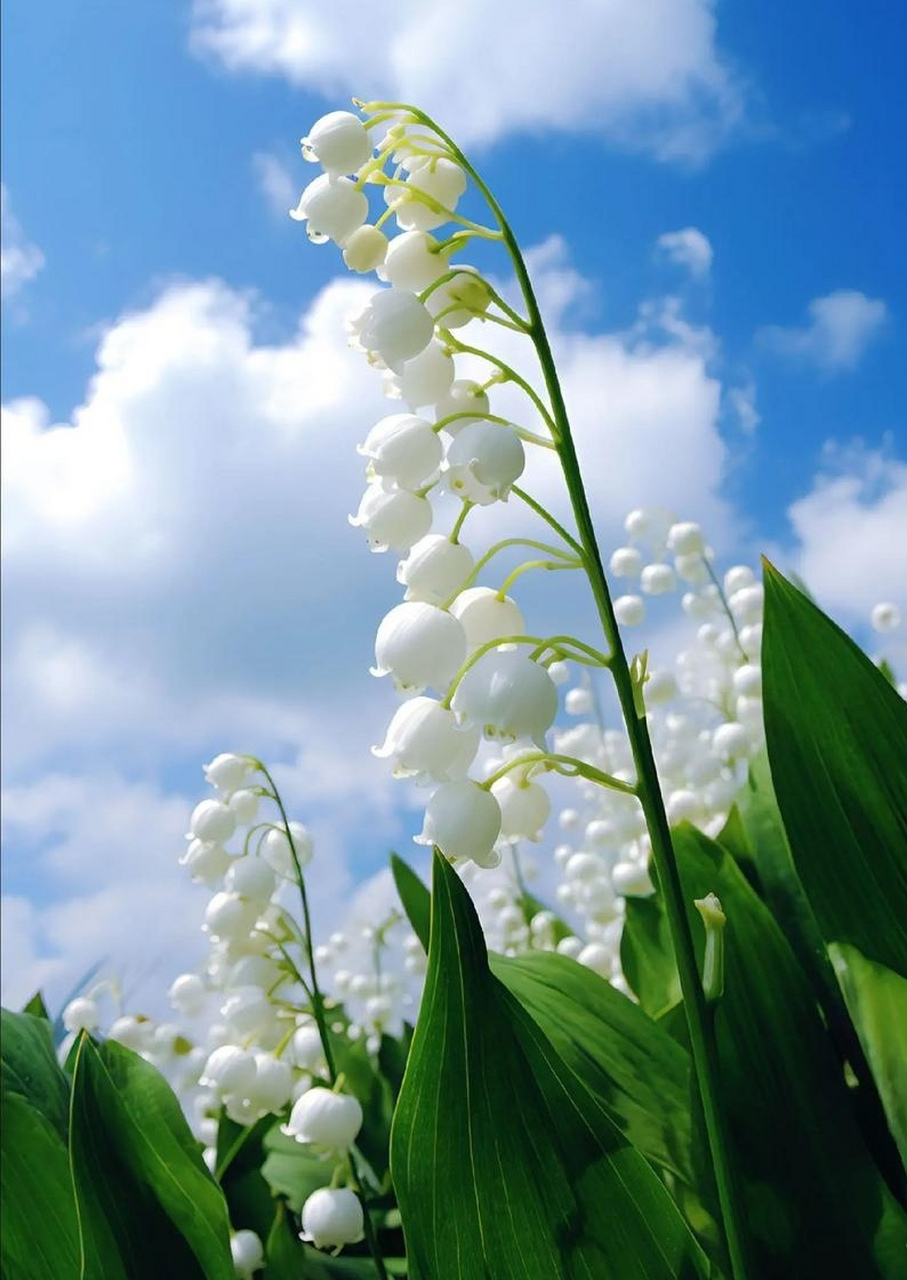 镜头里的春天# 白色的铃兰花