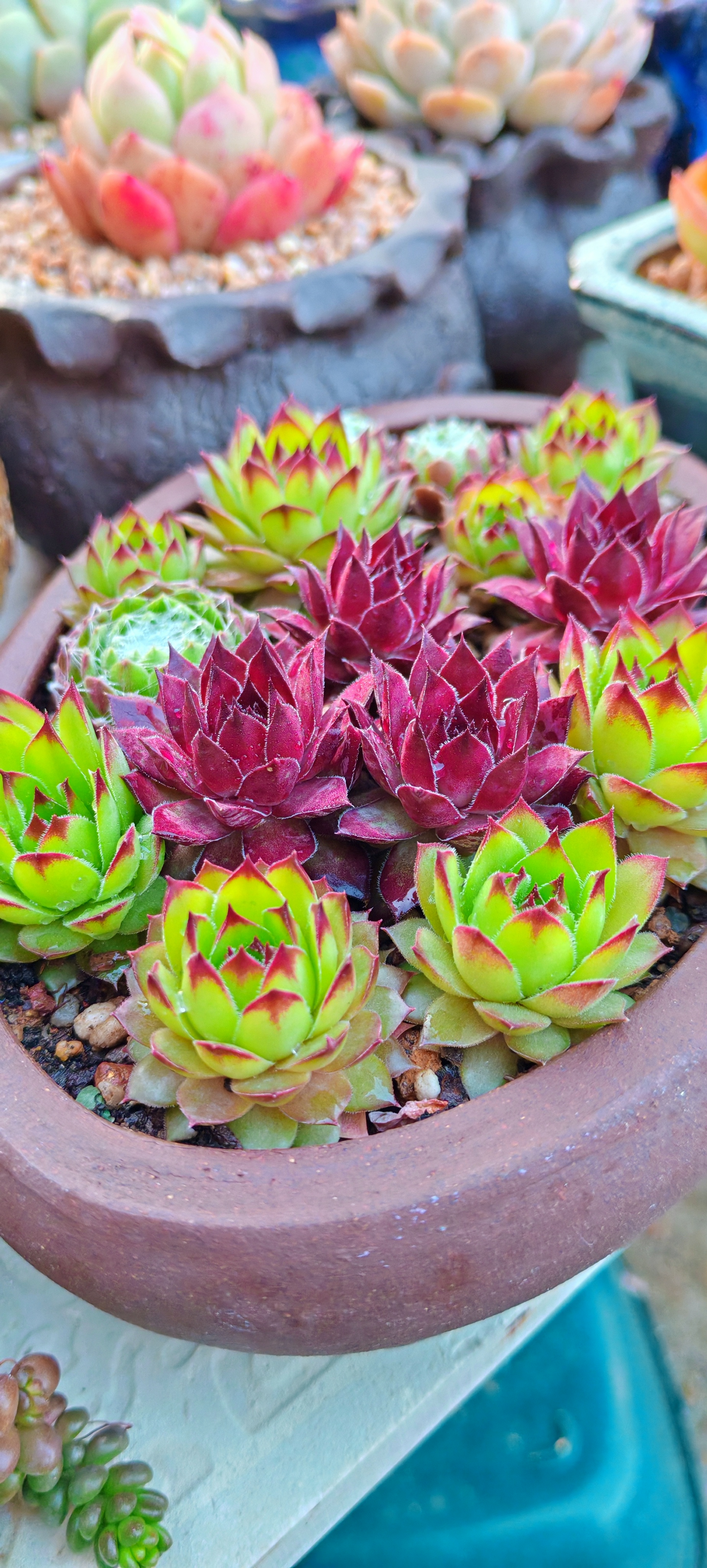 春雨贵如油,这场雨真是等了好久,昨天淋了一天雨的多肉肉眼可见的饱满