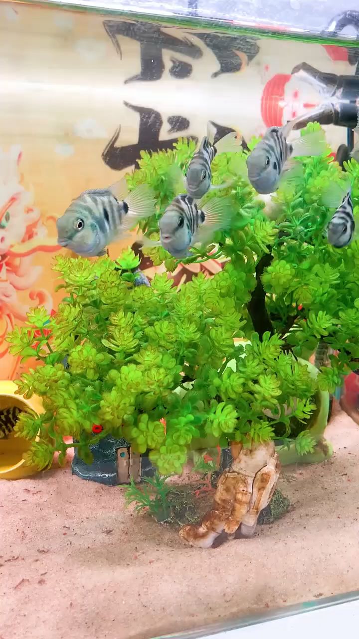 为什么别人养的迷你鹦鹉鱼都能暴缸?原来是因为这个小东西