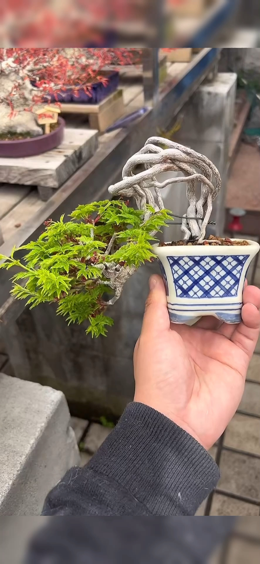 母狮子头枫树微型盆景,够美吗