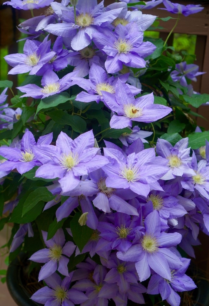 今日花卉推荐—铁线莲  铁线莲是一种观赏价值较高的花卉,其品种多