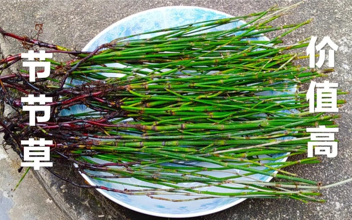 节节草是什么?提醒:老年人坚持用它泡脚,或解决许多老问题