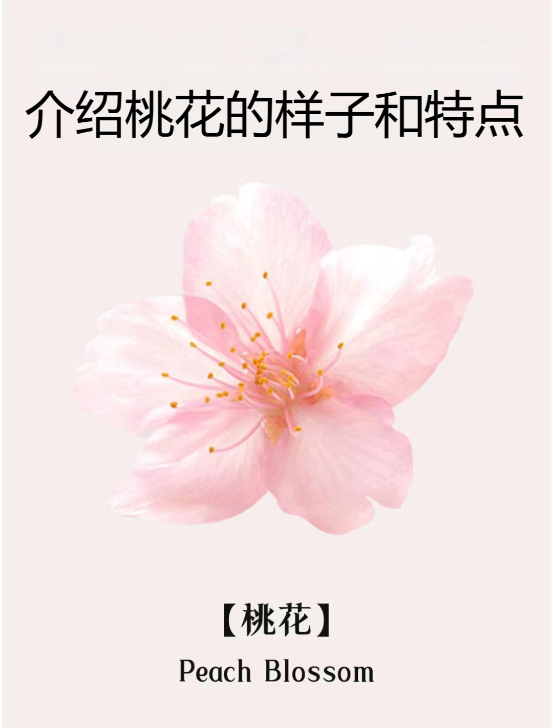 介绍桃花的样子和特点