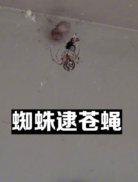 悄悄地拍一个大屁股蜘蛛捕捉到一直苍蝇在不断地用蛛丝缠绕苍蝇