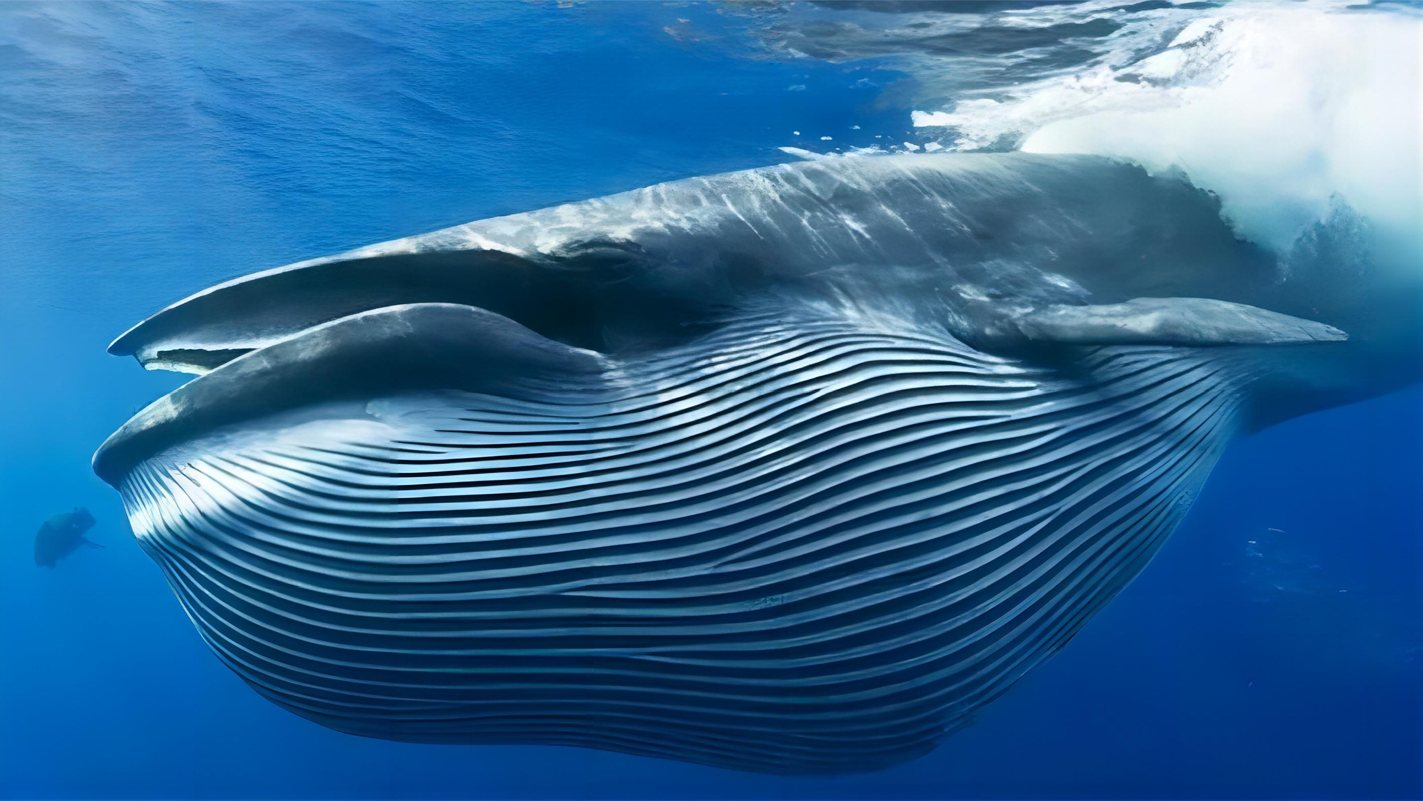 蓝鲸:深海巨兽的隐秘世界