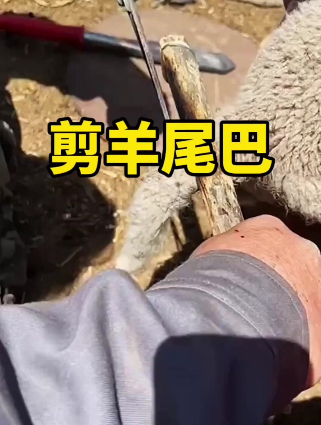 为什么要拿剪刀把羊尾巴剪掉