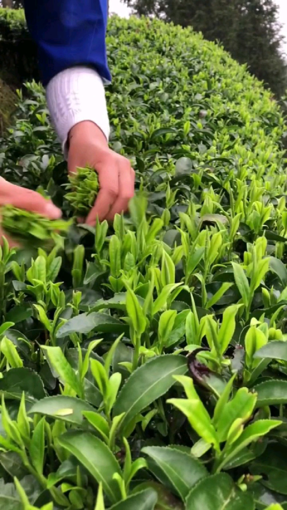 不敢相信左右手同时采茶,还如此之快