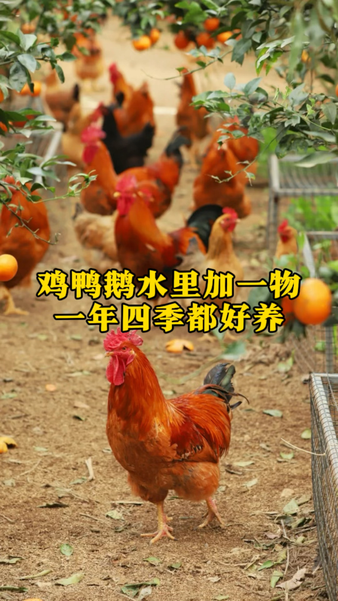 鸡鸭鹅水里加一物,一年四季都好养,养鸡人收藏