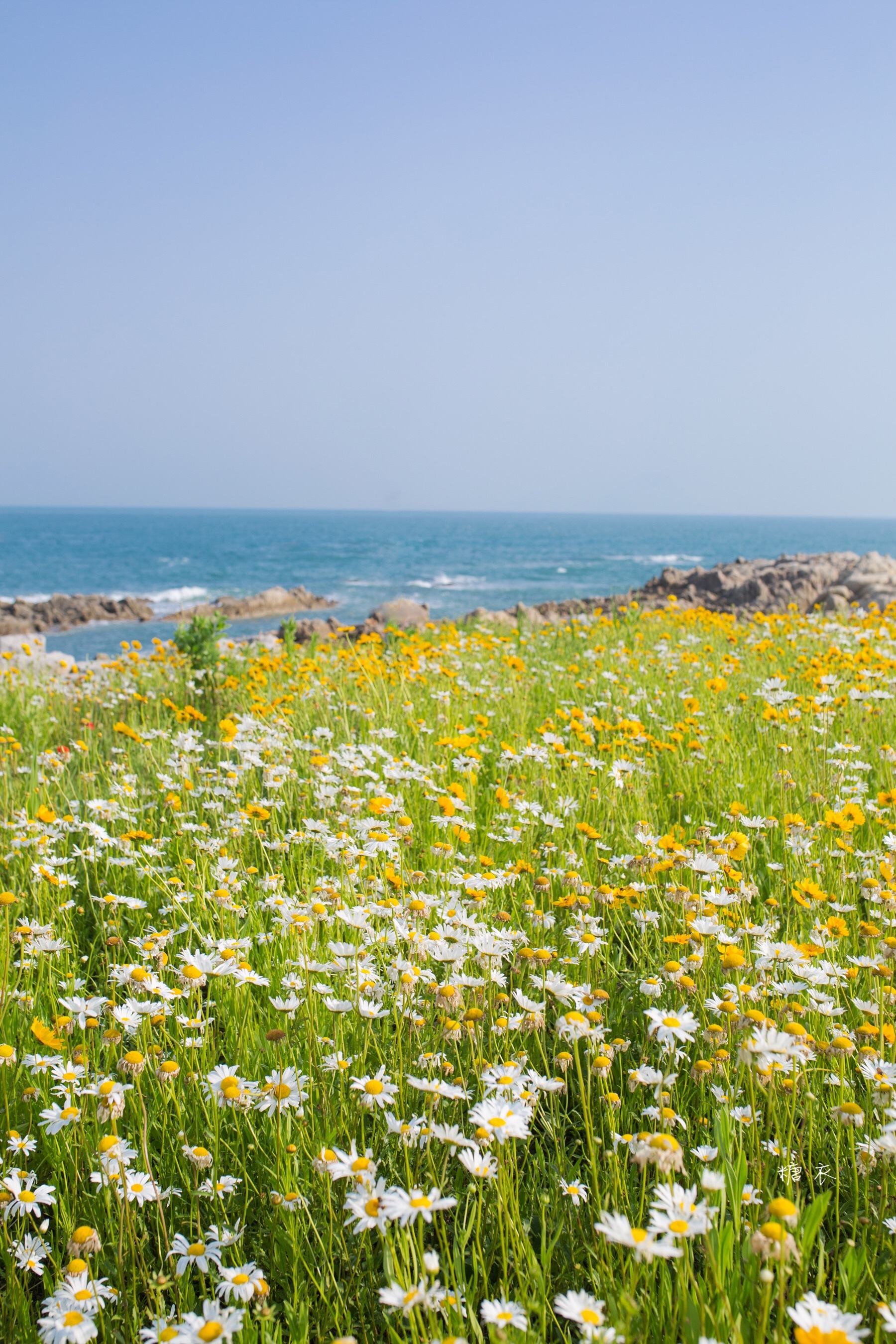 青岛连三岛——漫画风夏日梦境,开满鲜花的大海  青