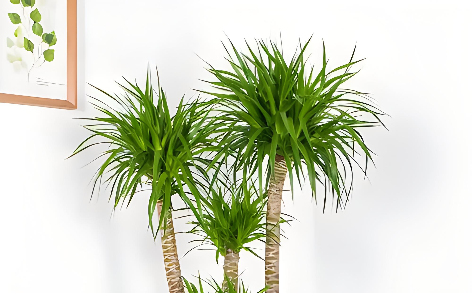 龙血树的春季养护方法