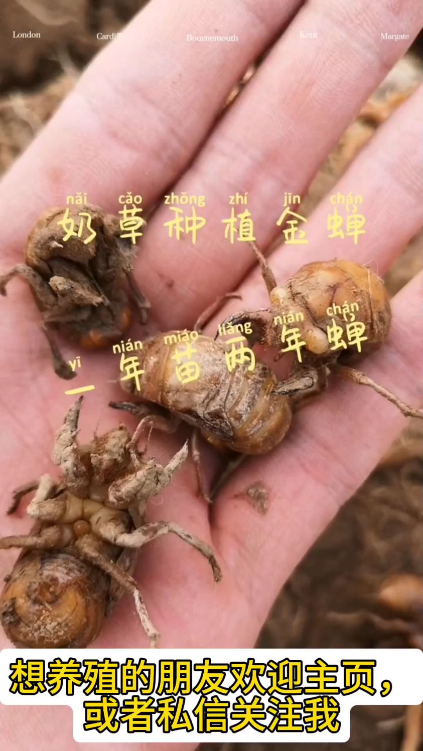 金蝉幼苗,知了猴种子,金蝉种卵,爬叉苗,活体蝉蚁