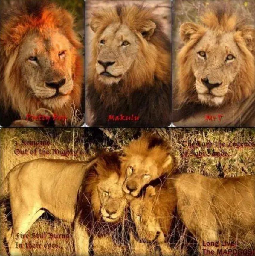 残暴的雄狮联盟6头雄狮一年消灭110头狮子从辉煌到凄凉落幕