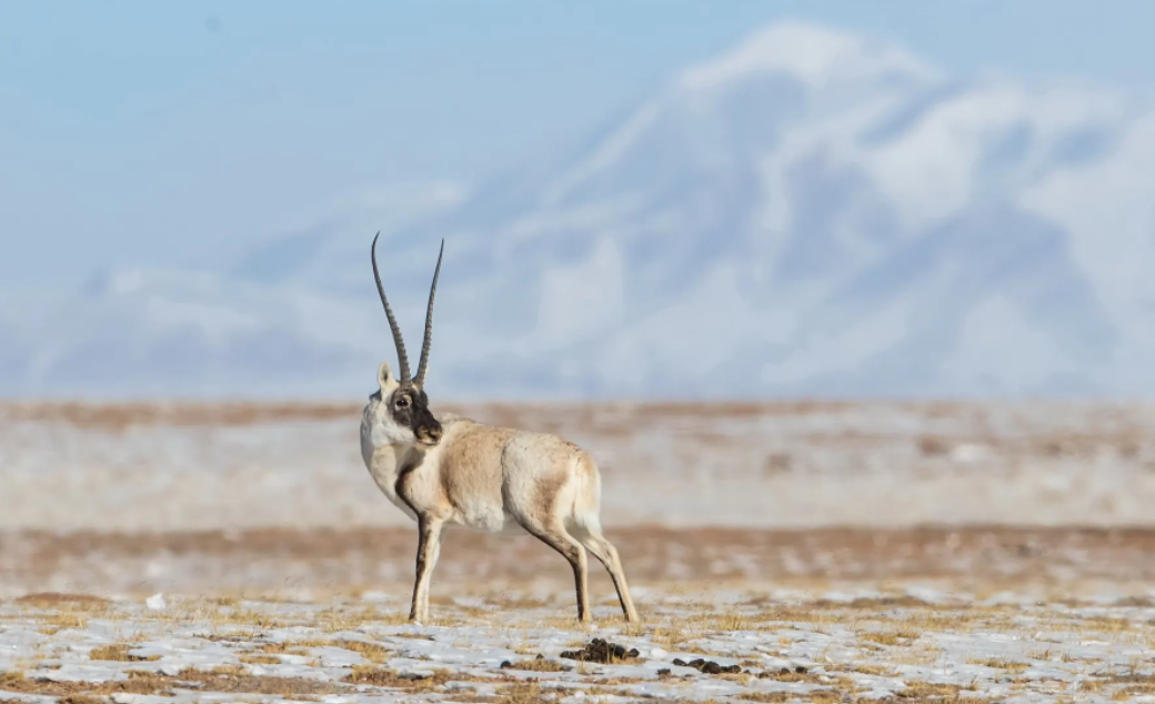 不得不说,可可西里无人区确实是动物的天堂,这里是我国野生动物资源最