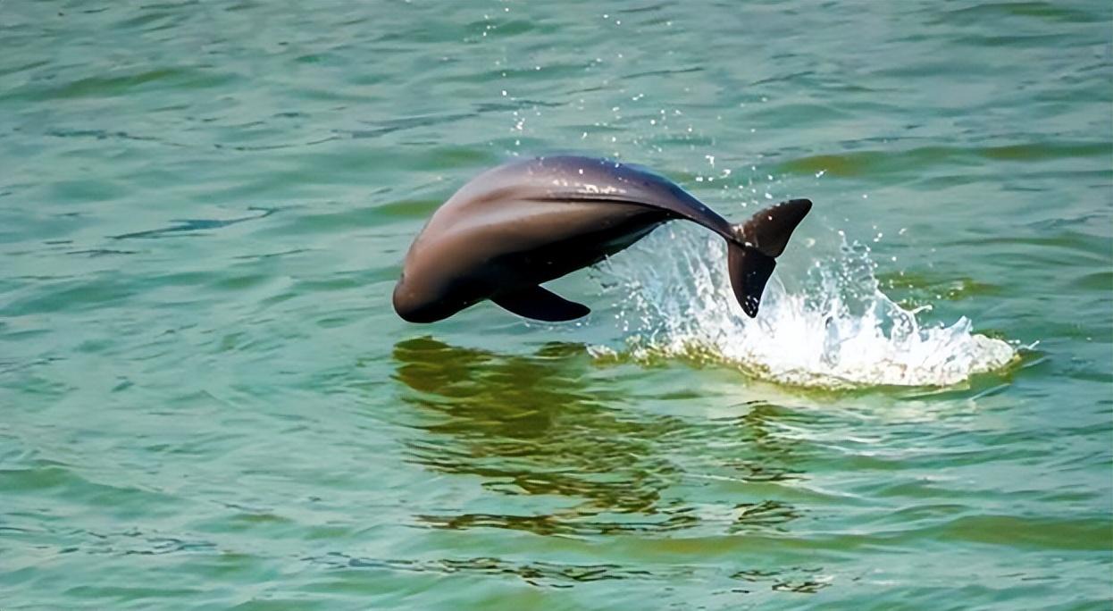 1990年5头长江江豚被放入天鹅洲自然繁育如今它们怎么样了