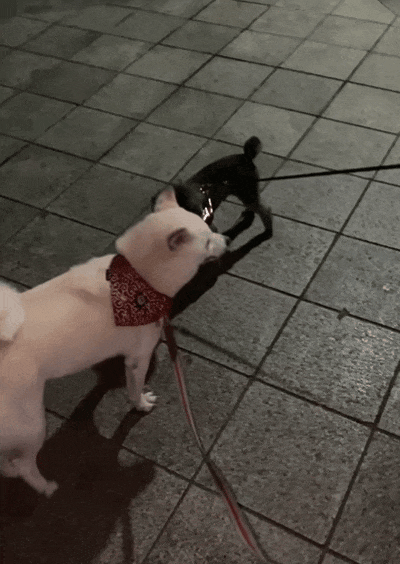 当酷爱甩腚打狗的柴犬遇上钟爱狗屁股的泰迪算是遇到对手了