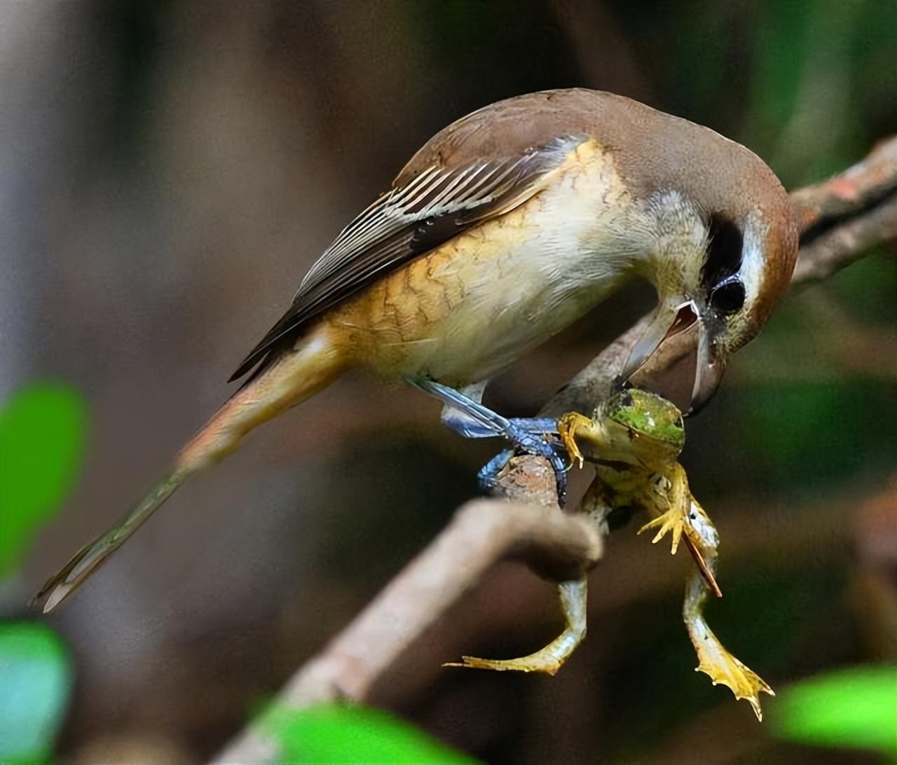 伯劳鸟为何要做"风干腊肉"