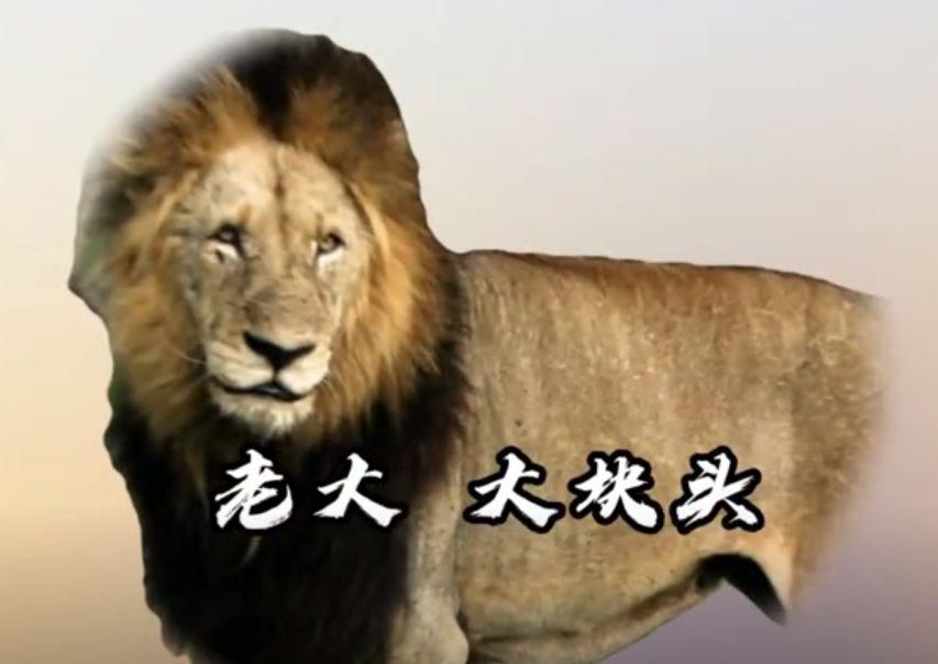 残暴的雄狮联盟6头雄狮一年消灭110头狮子从辉煌到凄凉落幕