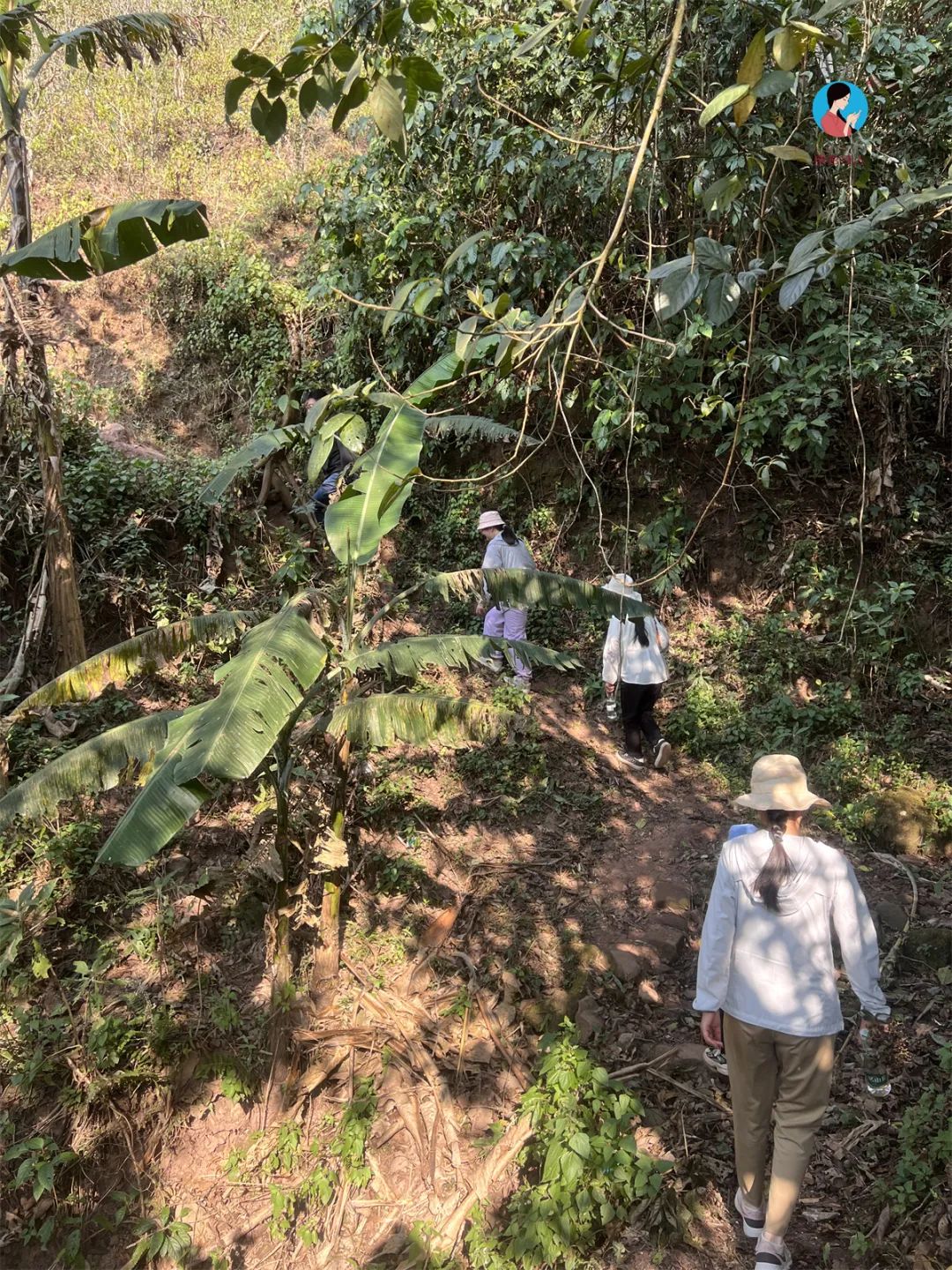 茶山行日记9林深路陡入困鹿山茶园品一盏春韵清凌香润