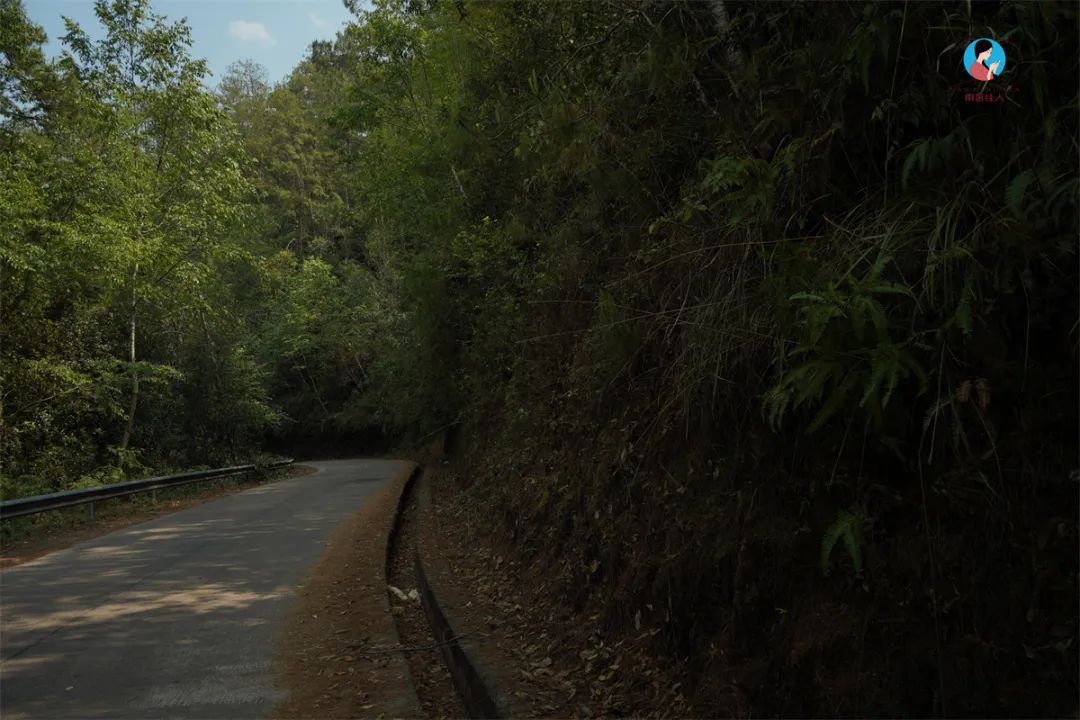 茶山行日记9林深路陡入困鹿山茶园品一盏春韵清凌香润