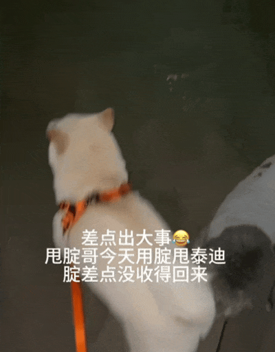 当酷爱甩腚打狗的柴犬遇上钟爱狗屁股的泰迪算是遇到对手了