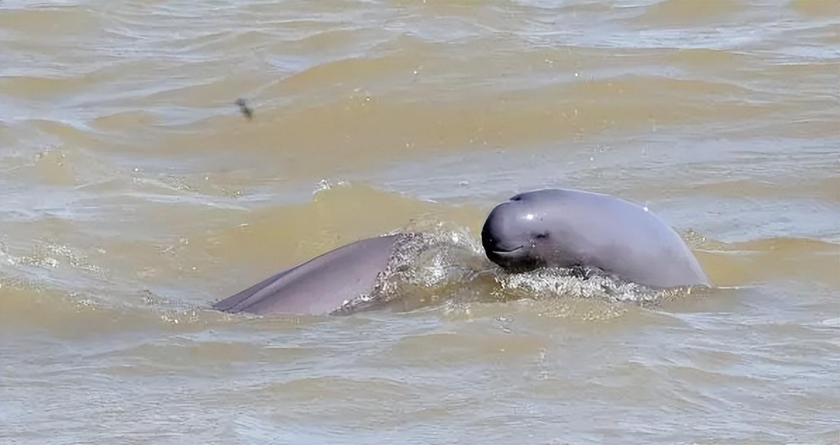 1990年5头长江江豚被放入天鹅洲自然繁育如今它们怎么样了