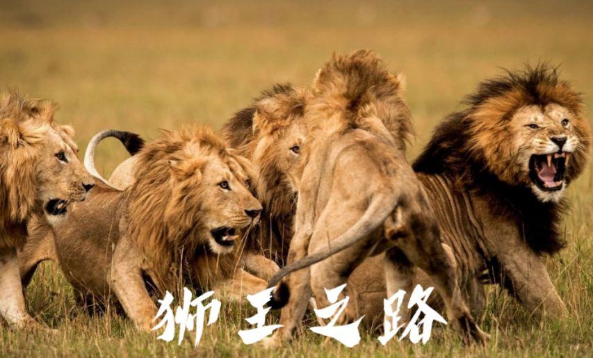 残暴的雄狮联盟6头雄狮一年消灭110头狮子从辉煌到凄凉落幕