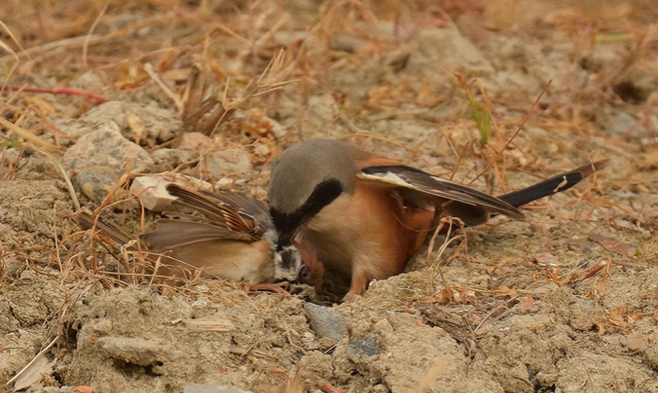 回顾树枝上挂满动物的尸体罪魁祸首竟是只小鸟它为何要这么做