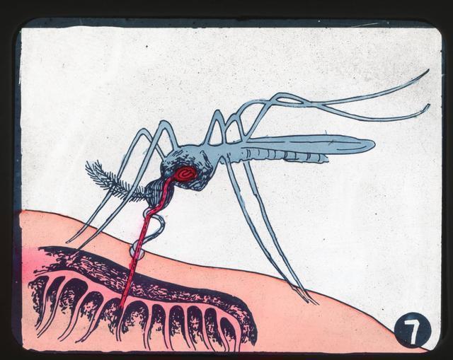 不知蚊子的天敌是啥教你1个土招晚上开窗也不怕安睡整晚