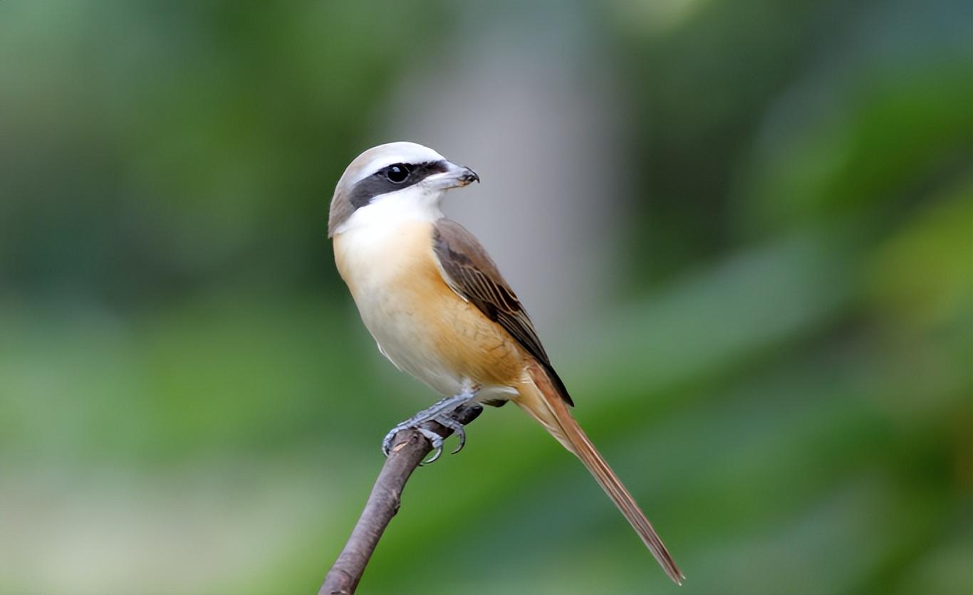 回顾树枝上挂满动物的尸体罪魁祸首竟是只小鸟它为何要这么做