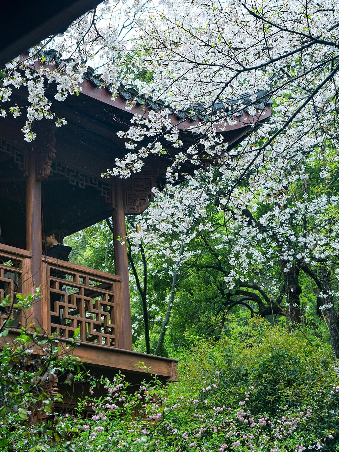 杭州连续有雨!这个小众寺院下雨樱花绝美!