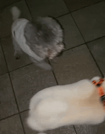 当酷爱甩腚打狗的柴犬遇上钟爱狗屁股的泰迪算是遇到对手了