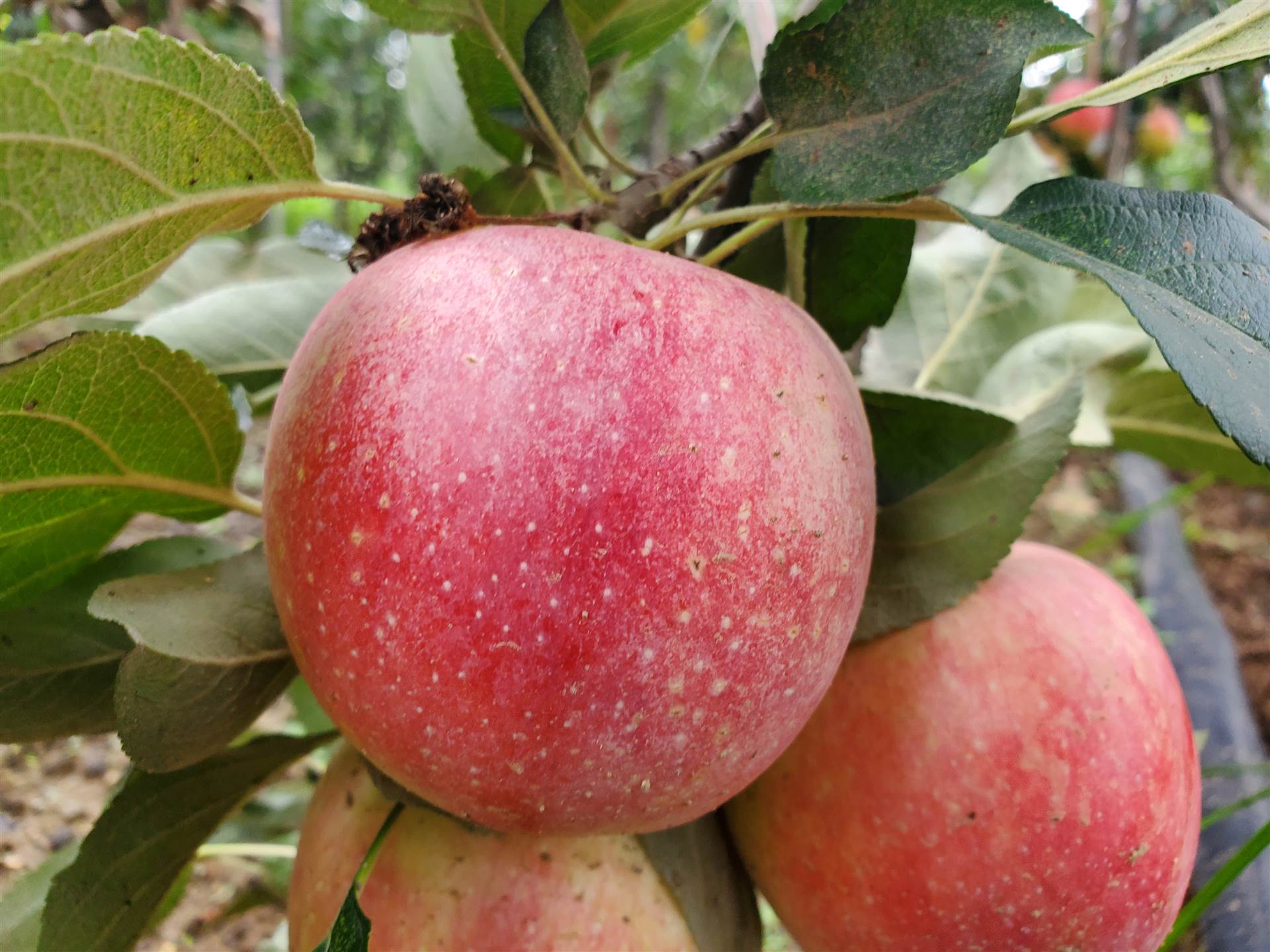 苹果也分公母,母的才好吃!老果农:牢记这4点,公母一看便知