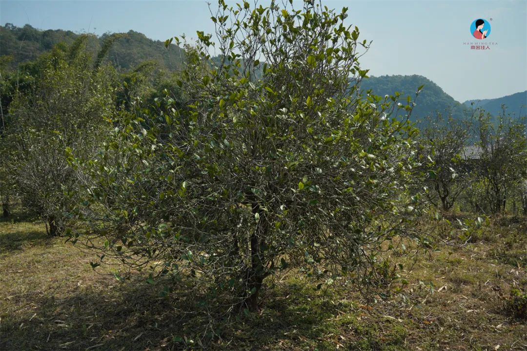 茶山行日记9林深路陡入困鹿山茶园品一盏春韵清凌香润