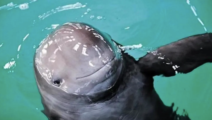 1990年5头长江江豚被放入天鹅洲自然繁育如今它们怎么样了