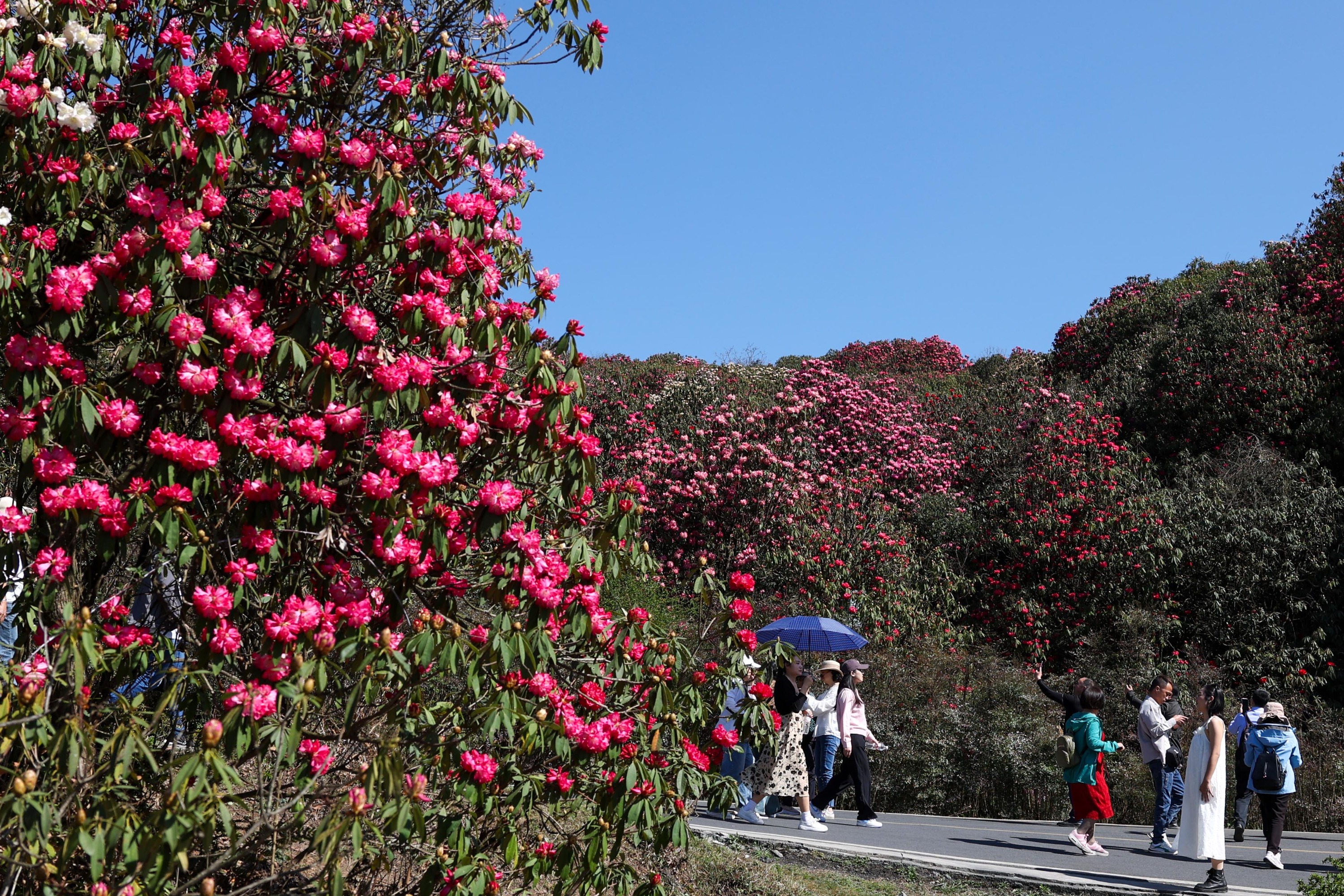 贵州毕节杜鹃花海图片图片