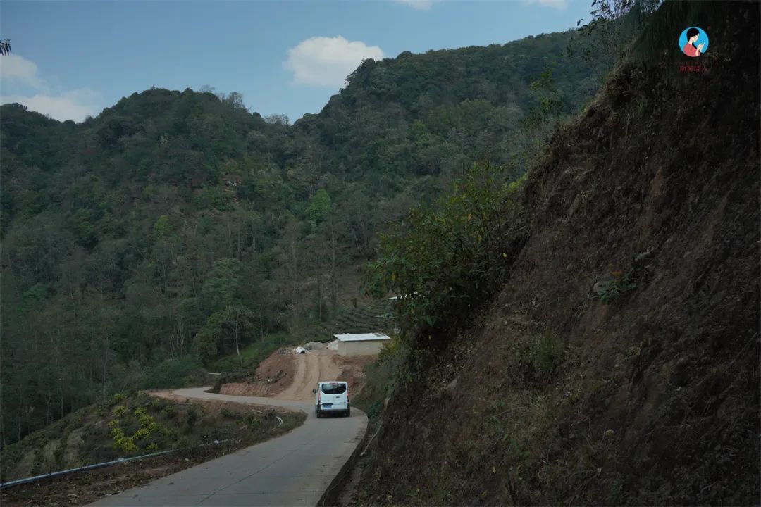 茶山行日记9林深路陡入困鹿山茶园品一盏春韵清凌香润