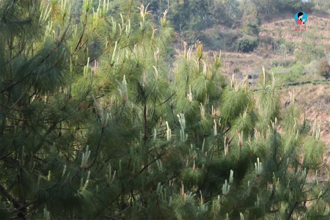 茶山行日记9林深路陡入困鹿山茶园品一盏春韵清凌香润