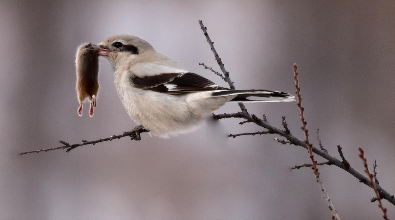 回顾:树枝上挂满动物的尸体,罪魁祸首竟是只小鸟!它为何要这么做?