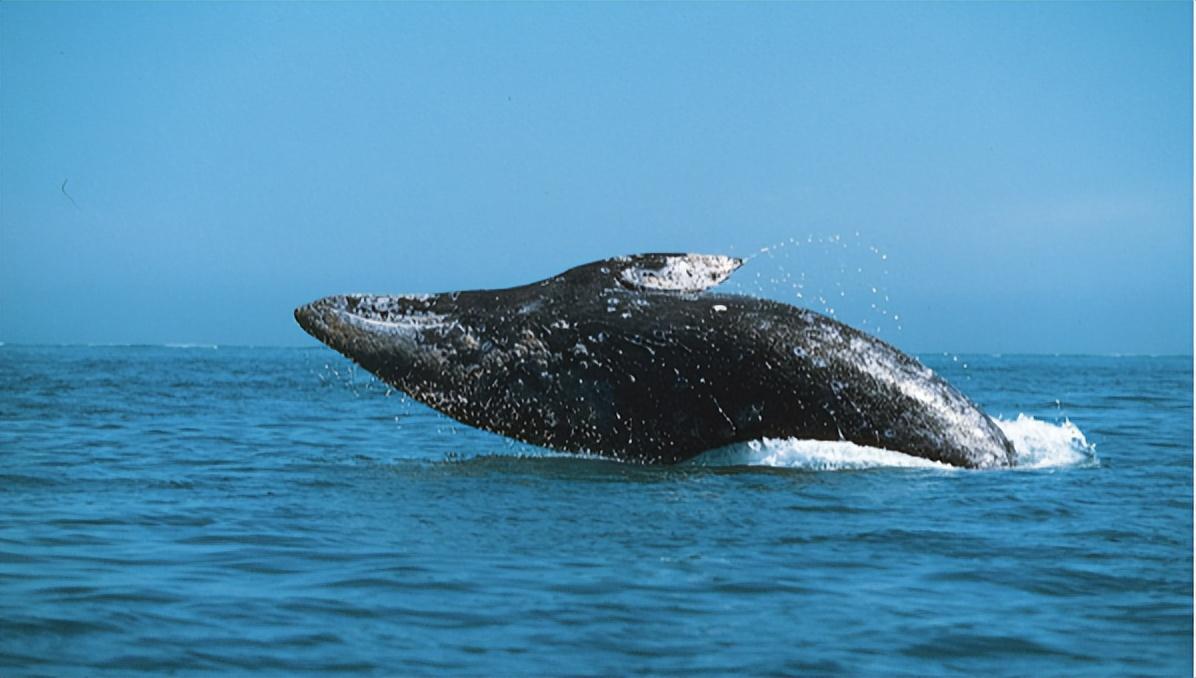 回顾混乱的繁衍为何灰鲸没有第三者插足帮助就无法完成交配