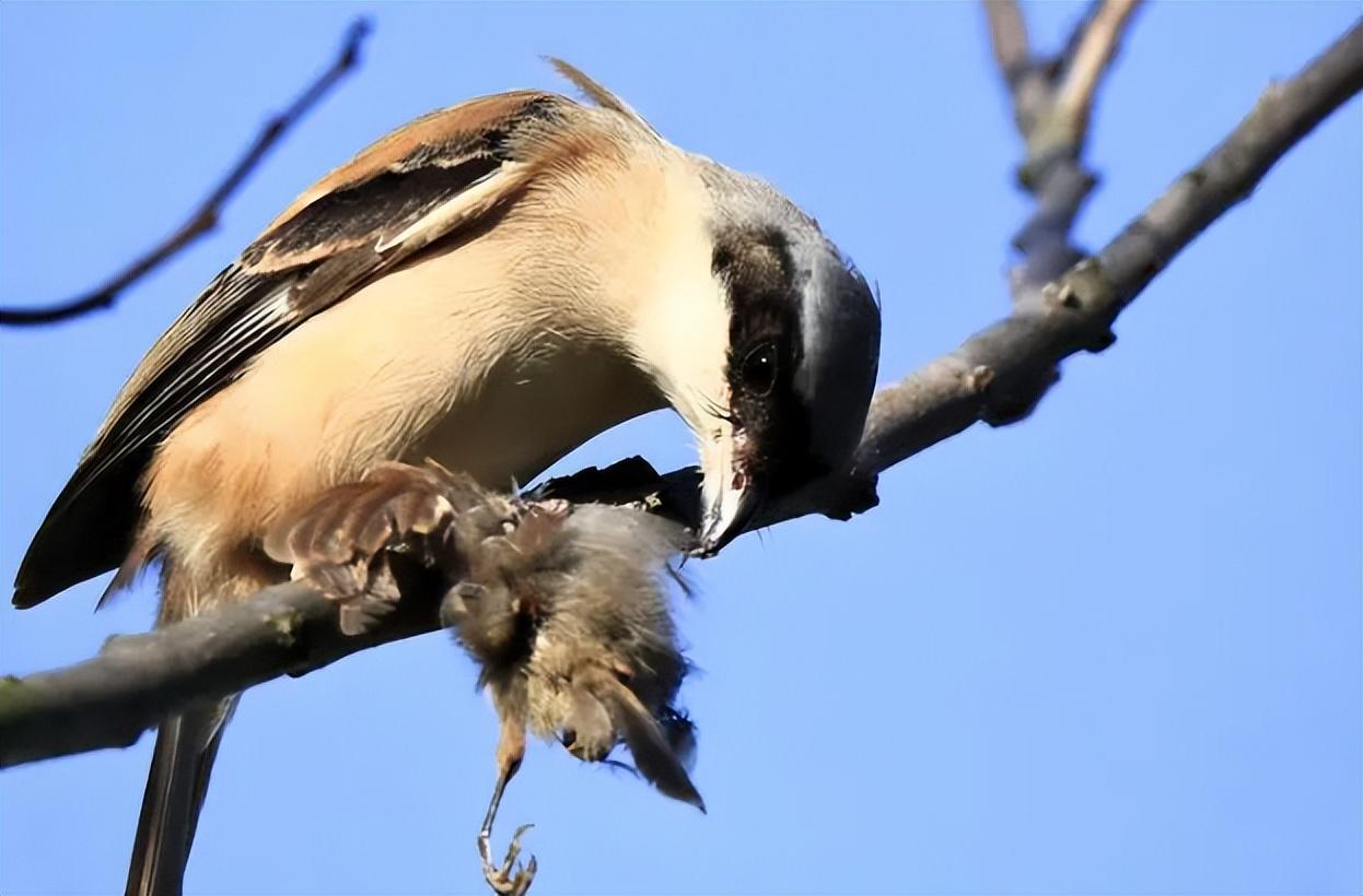 回顾树枝上挂满动物的尸体罪魁祸首竟是只小鸟它为何要这么做