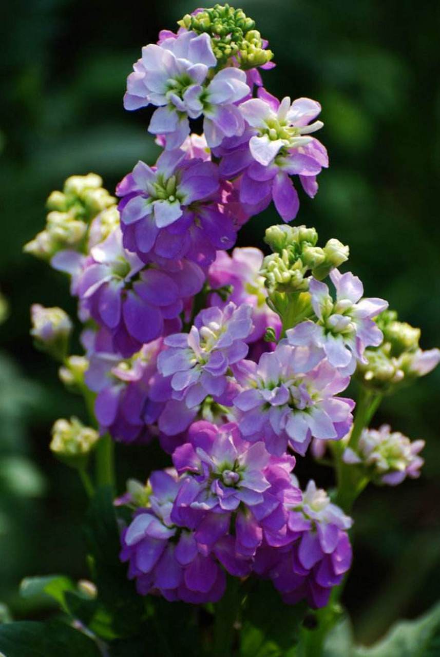 紫罗兰因丰富品种和美丽花朵而受欢迎.