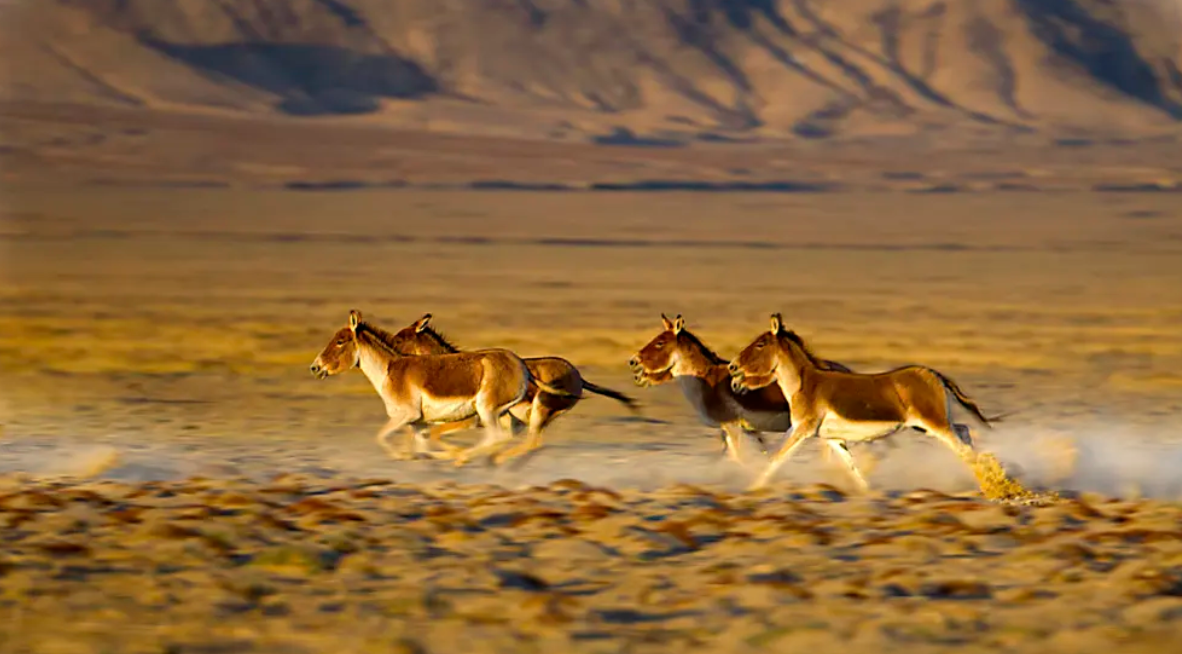 不得不说,可可西里无人区确实是动物的天堂,这里是我国野生动物资源最