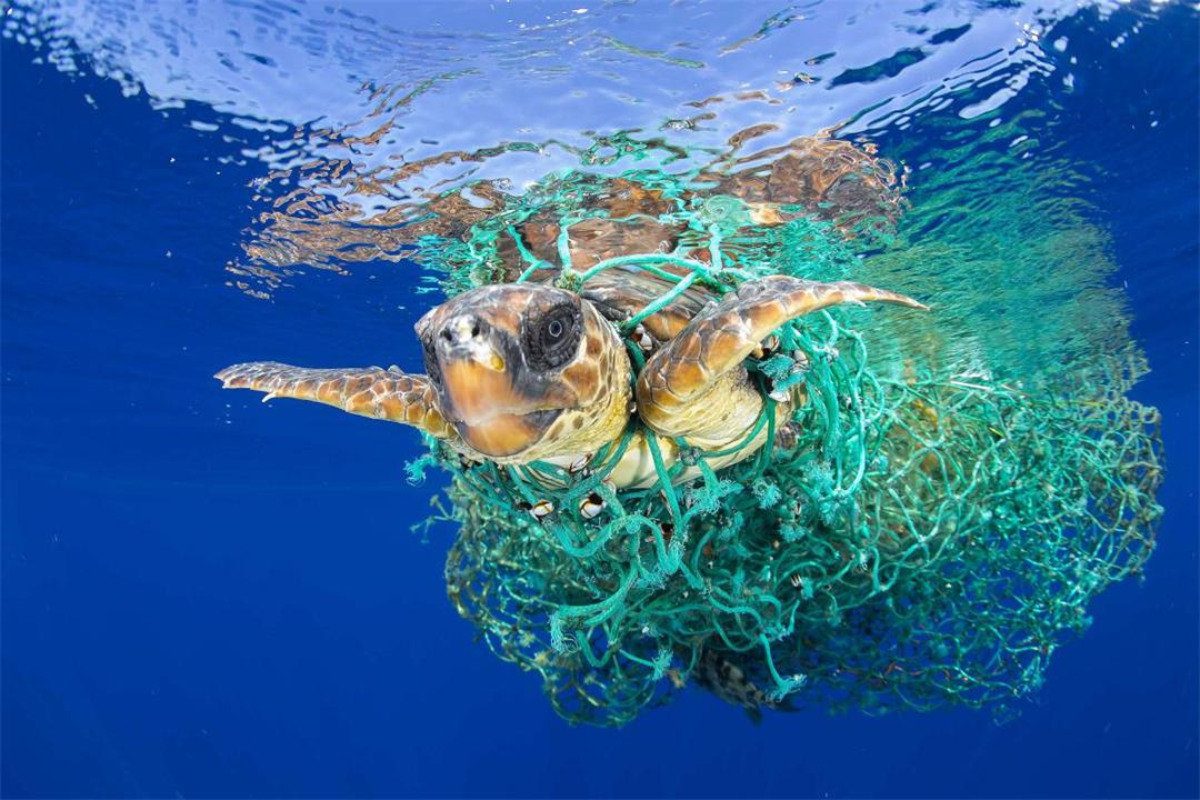 回顾下潜到1万多米的海底科学家发现了不该发现的东西塑料垃圾