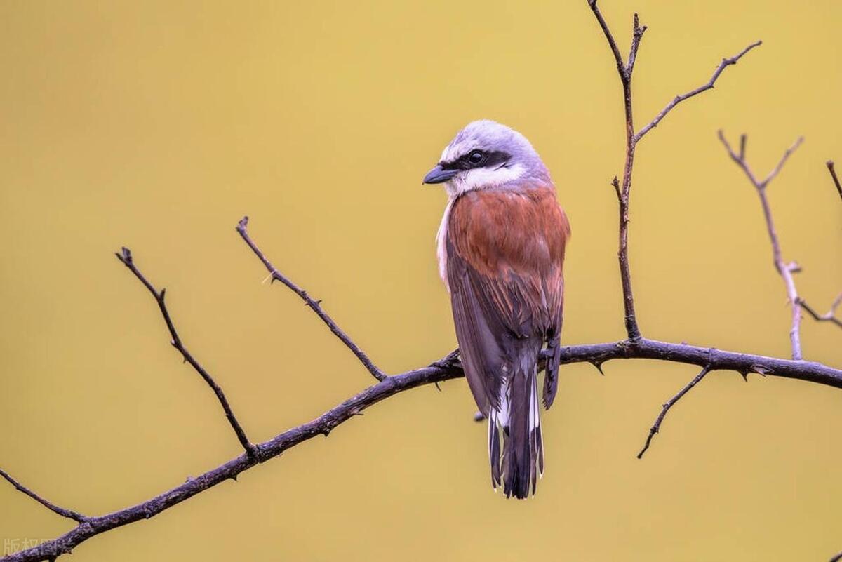 伯劳鸟为何要做"风干腊肉"