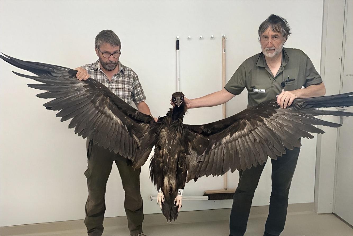 2013年女驴友在登山途中被秃鹫啃食仅45分钟就只剩下一副白骨