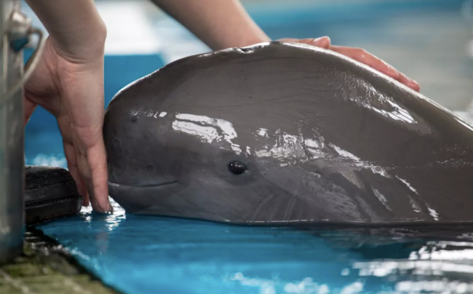 1990年5头长江江豚被放入天鹅洲自然繁育如今它们怎么样了