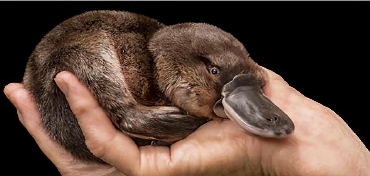 回顾进化路上的叛徒鸭嘴兽为何像施了魔法一样有鸟和兽的特征