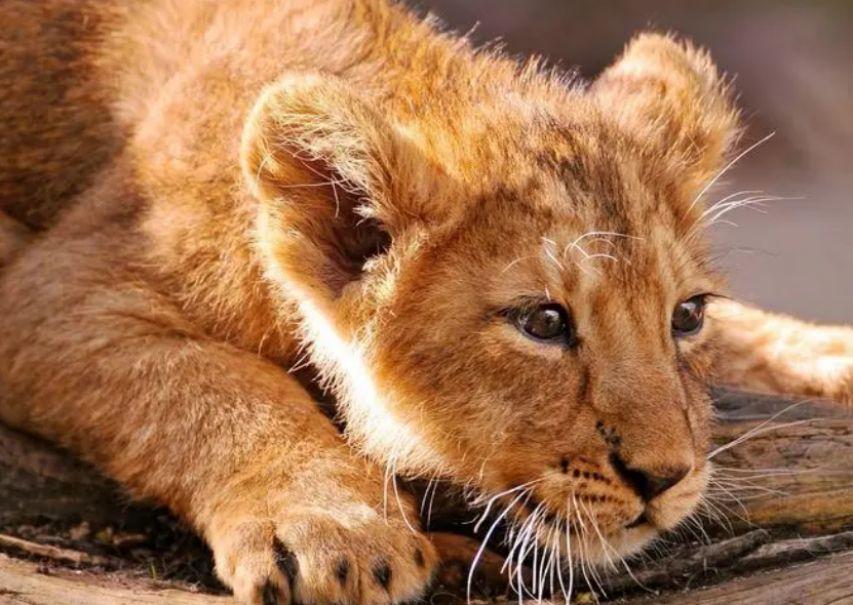 残暴的雄狮联盟6头雄狮一年消灭110头狮子从辉煌到凄凉落幕