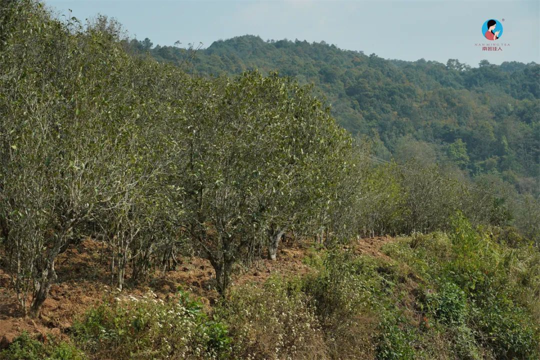 茶山行日记9林深路陡入困鹿山茶园品一盏春韵清凌香润