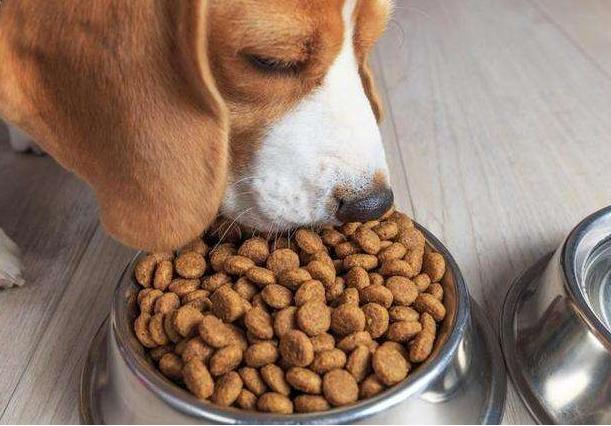 不建议女生养"大型公犬"?这5点太难hold住了!